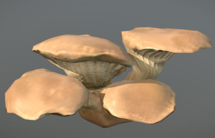 Oyster Mushrooms
